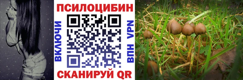 shop Telegram  Ревда  omg как зайти  Галлюциногенные грибы Psilocybine cubensis  закладки 